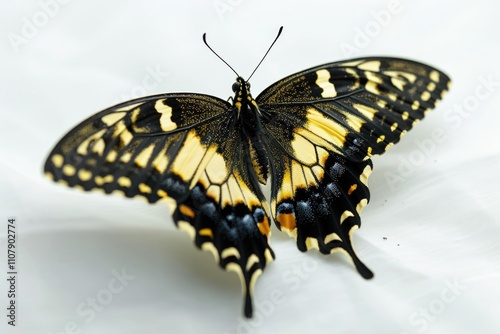 A close-up shot of a black and yellow butterfly perched on a white surface