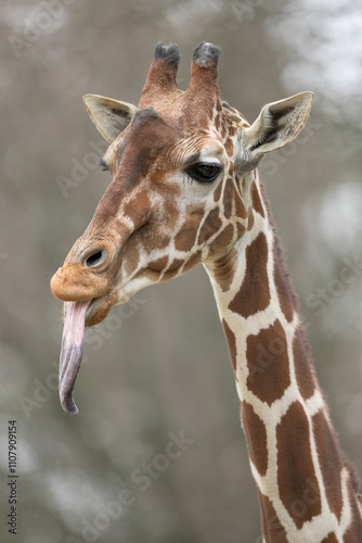 Giraffe closeup sticking out long tongue