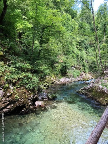 river in the forest 