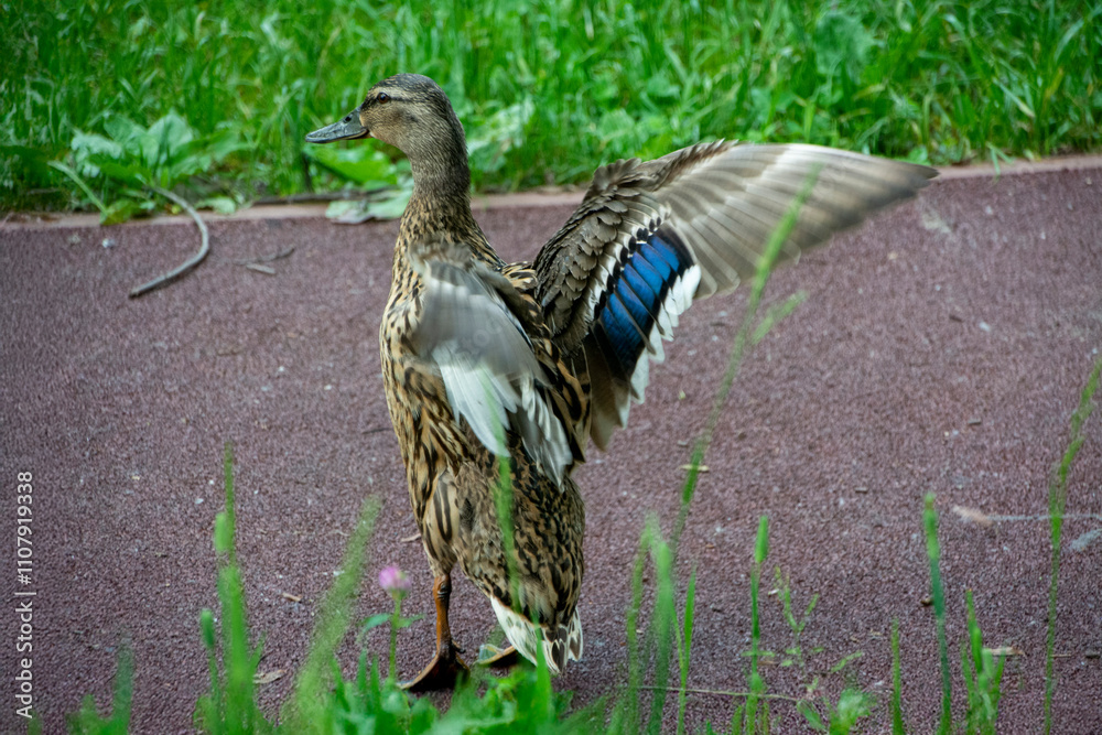 Fototapeta premium Mallards or wild ducks (Anas platyrhynchos)