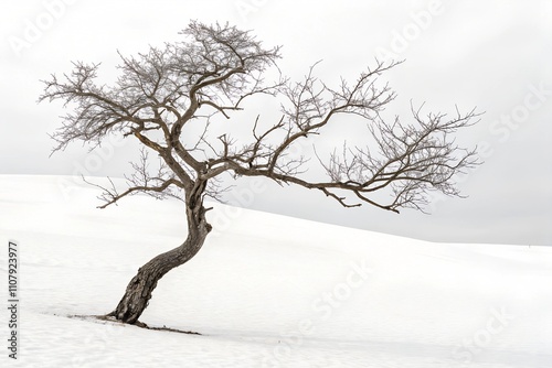 tree in winter