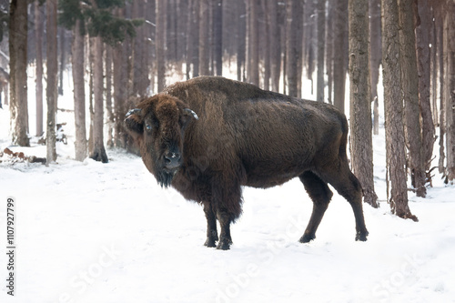 Bison standing in the snow against the backdrop of a forest