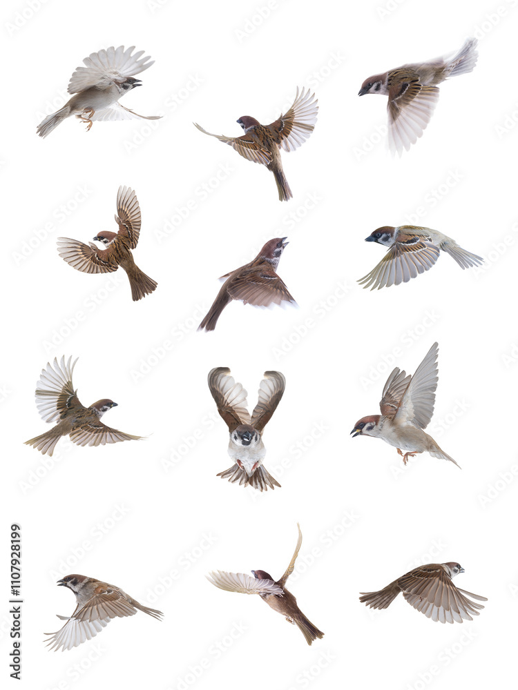 Obraz premium flying sparrows isolated on white background