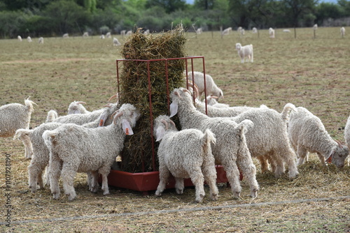 Angora goats feeding on hay