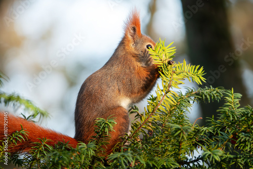 Eichhörnchen untersucht eine Tanne nach Fressen photo