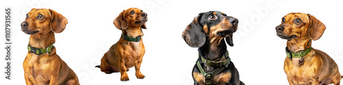 Dog collar, teckel, Ich bin chef isolated on transparent background, alpha png file cut out photo