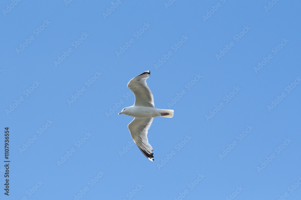 Obraz premium Seabird in Flight Against a Clear Sky