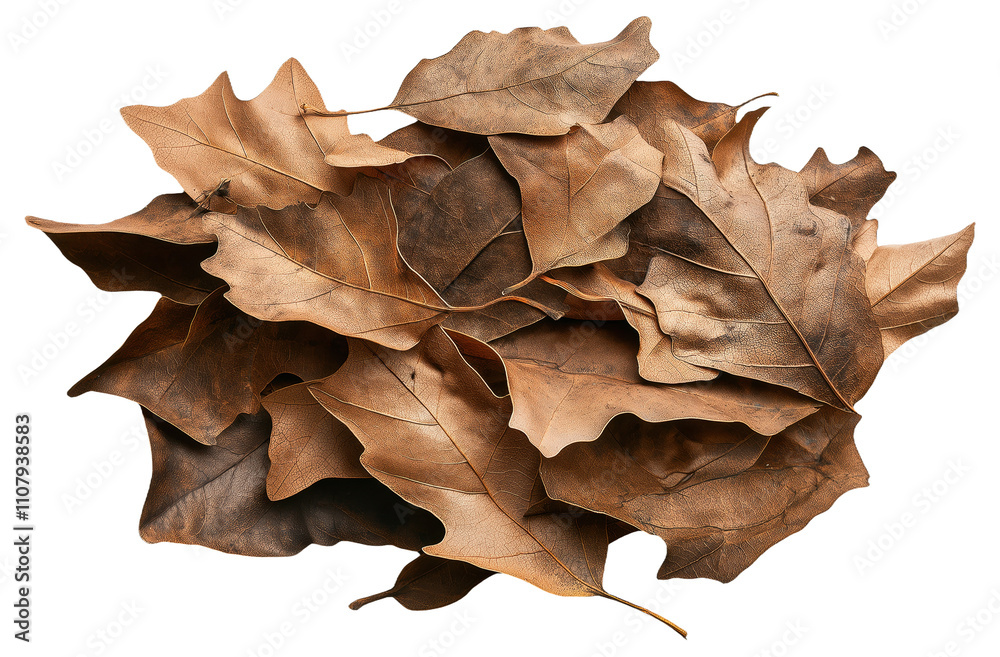 Fototapeta premium PNG Pile of dried brown oak leaves