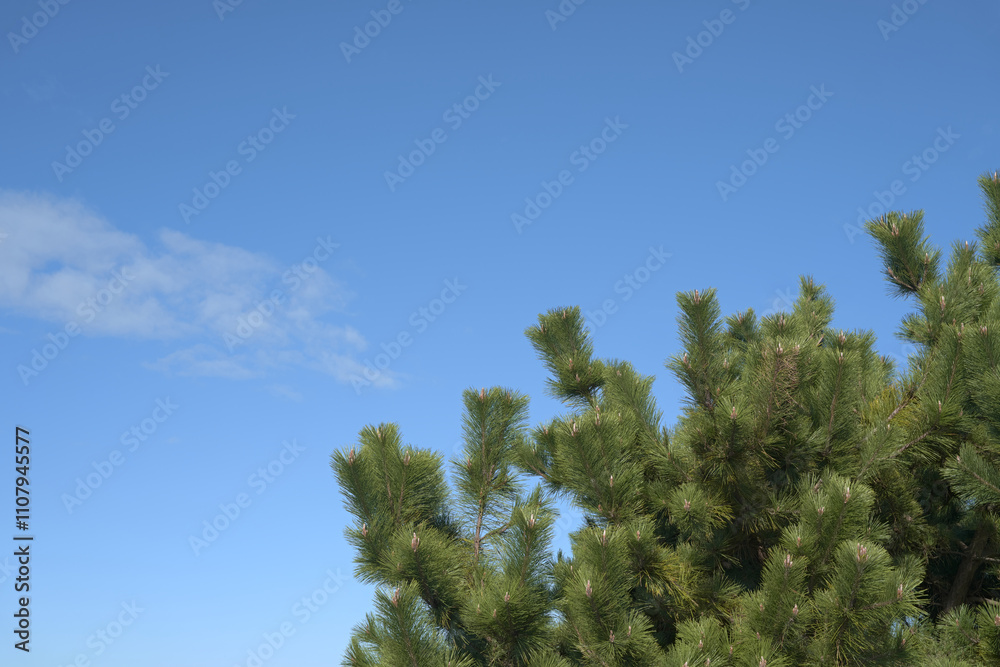 Obraz premium 空に伸びる松の木