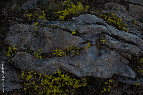 lichen on rock