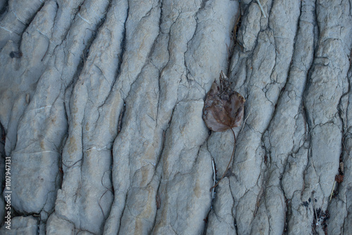 leaf on stone texture
