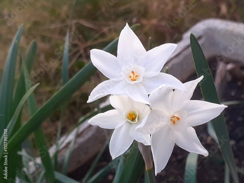 I candidi fiori bianchi del Narciso papiraceo.