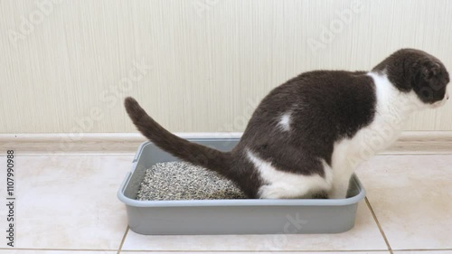 Footage video of the cat is sitting in a litter box on the floor in a room with light walls. Toilet for pets. Animal care. Cat tray. The cat is in the toilet. Place for text. Copy space.