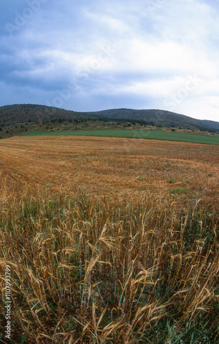 orge, blé, Causse Mejean; Parc naturel regional des Grands Causses; region Languedoc Roussillon; 48, France photo