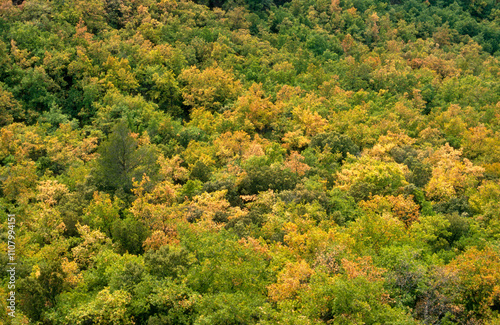 Forêt feuillus, Automne, 86, Vosges, France photo