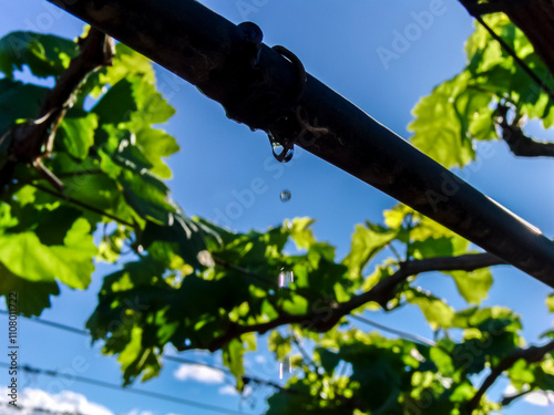 irrigation system in a vineyard with green grapes in Brazil
