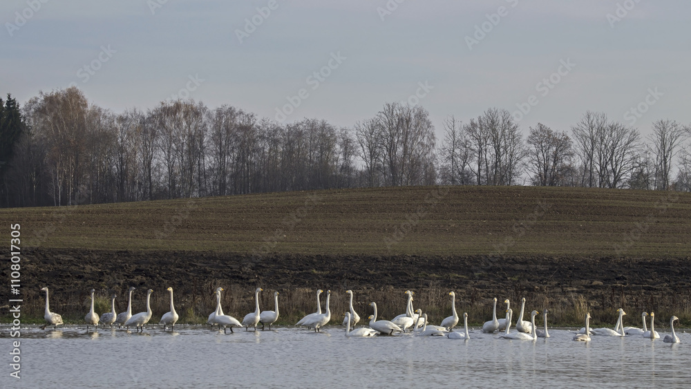 Fototapeta premium A large flock of swans swims and sits on the shore of a small lake in the middle of fields. Whooper swan (Cygnus cygnus).