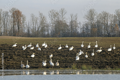 A large flock of swans in a ploughed field. Whooper swan (Cygnus cygnus).