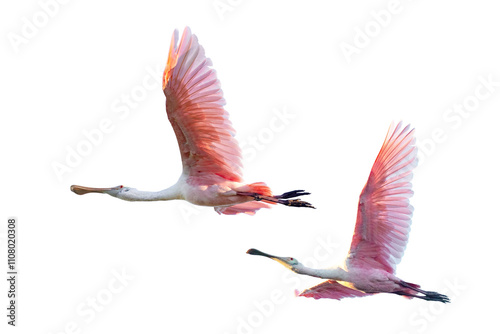 Canvas Print Transparent PNG cropped photos of roseate spoonbills (Platalea ajaja) flying while backlit by the setting sun in southwest Florida