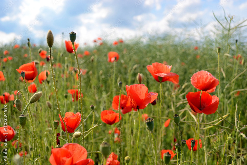 Fototapeta premium blooming poppies poppies in the meadow