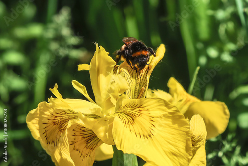 Sumpfschwertlilie mit dunler Erdhummel photo