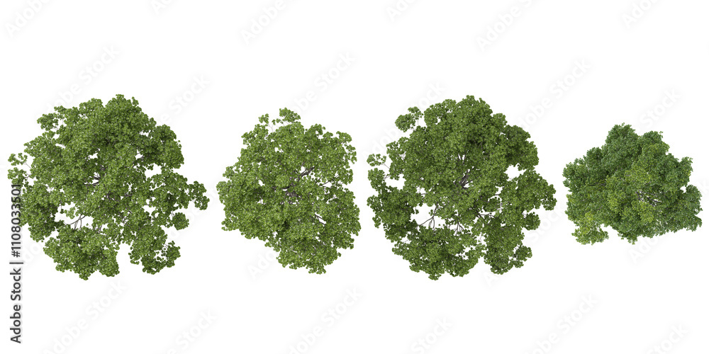 Fototapeta premium 3d rendering of Quercus plants on transparent background from top view