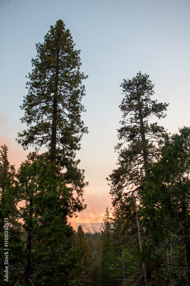 Obraz premium sunset in the forest, with a control burn