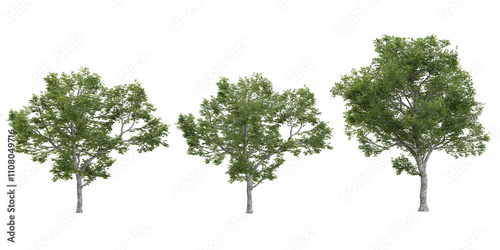 set of Ulmus trees on transparent background