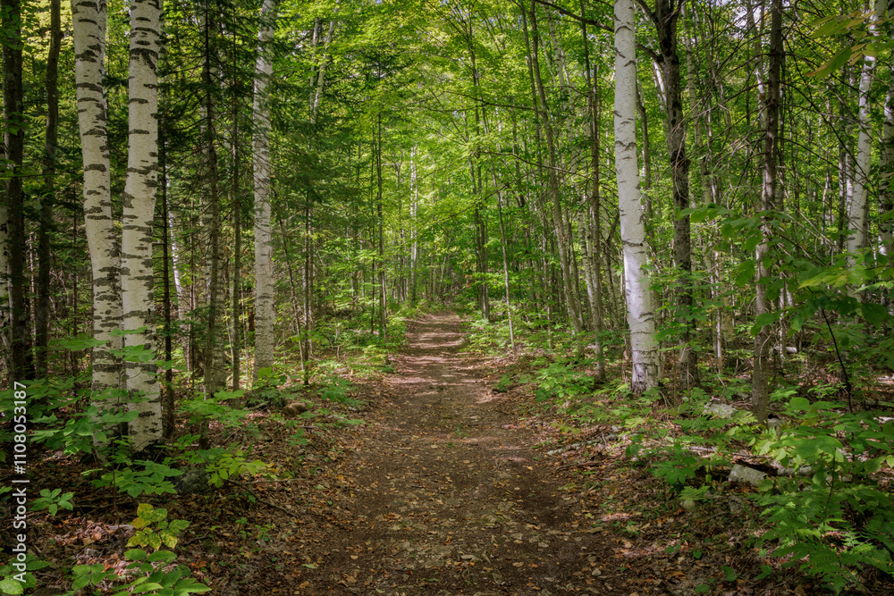 Obraz premium Rockport Forests (2024)