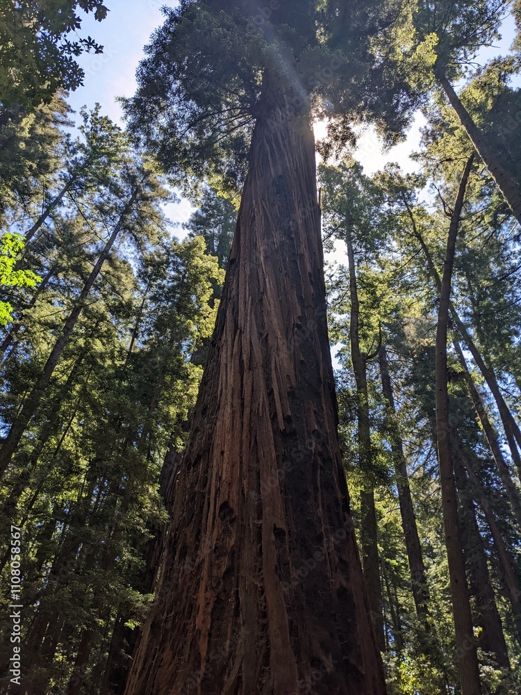 Fototapeta premium Redwood