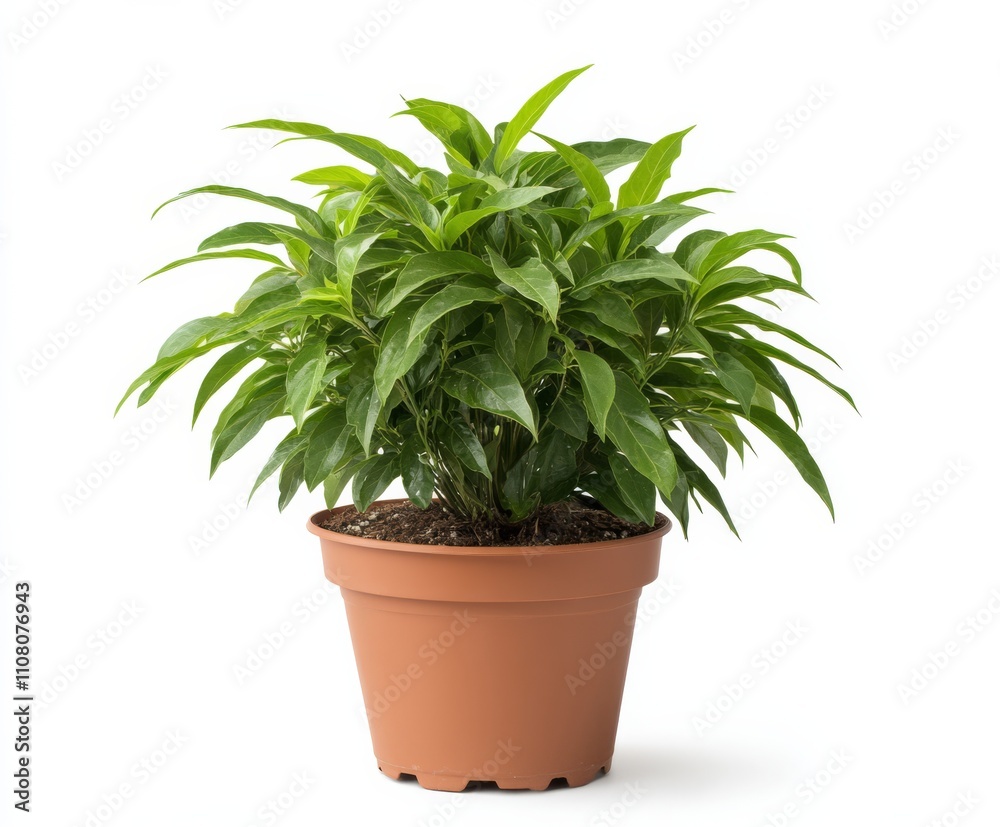 Fototapeta premium A plant isolated on white background