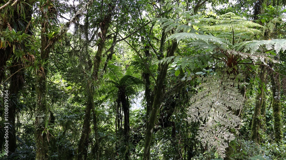 Obraz premium Floresta Atlântica, estado do Paraná, sul do Brasil.