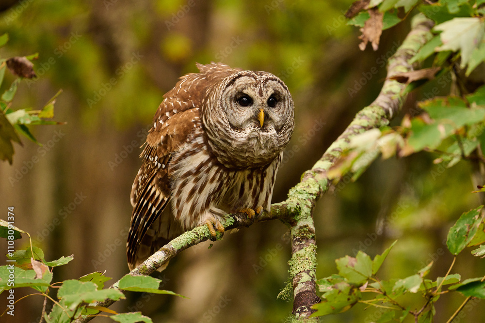 Fototapeta premium Barred owl sitting on a perch 