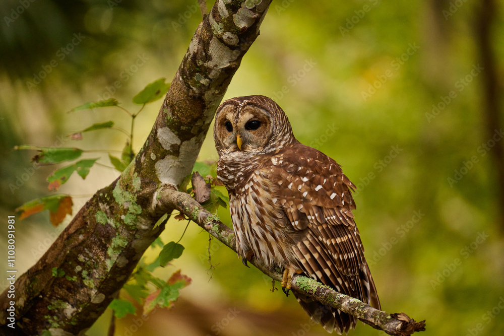 Obraz premium Barred owl sitting on a perch 
