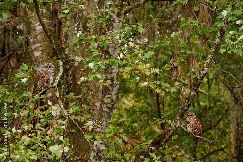 Fototapeta premium Barred owl sitting on a perch 