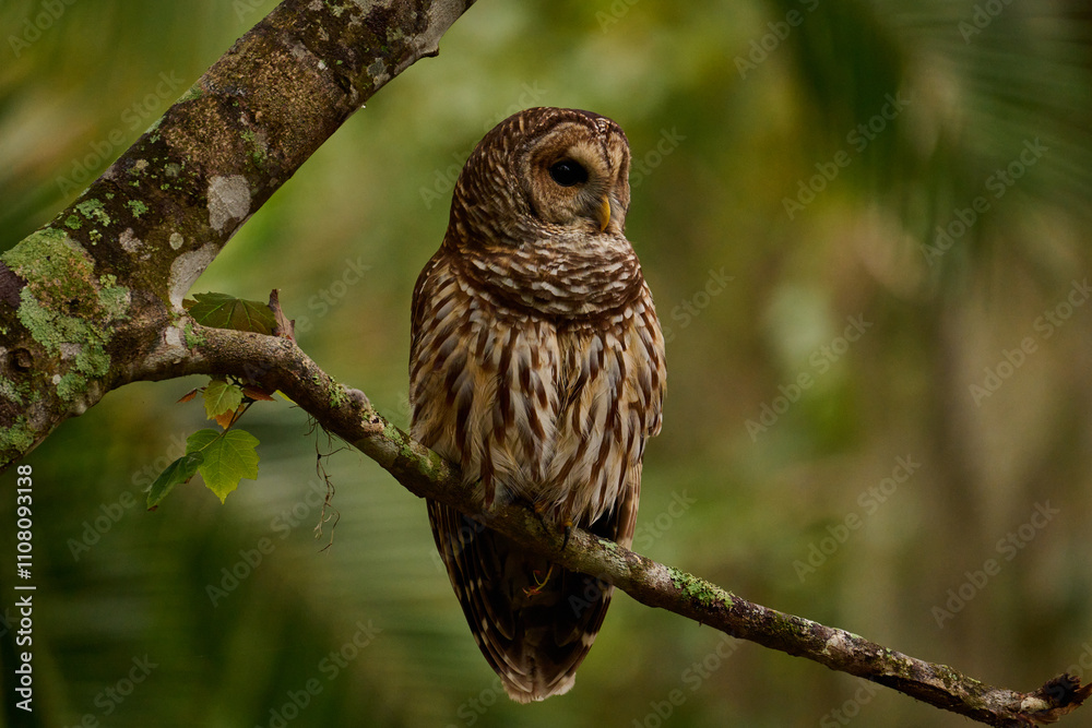 Obraz premium Barred owl sitting on a perch 