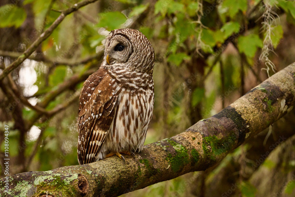 Fototapeta premium Barred owl sitting on a perch 