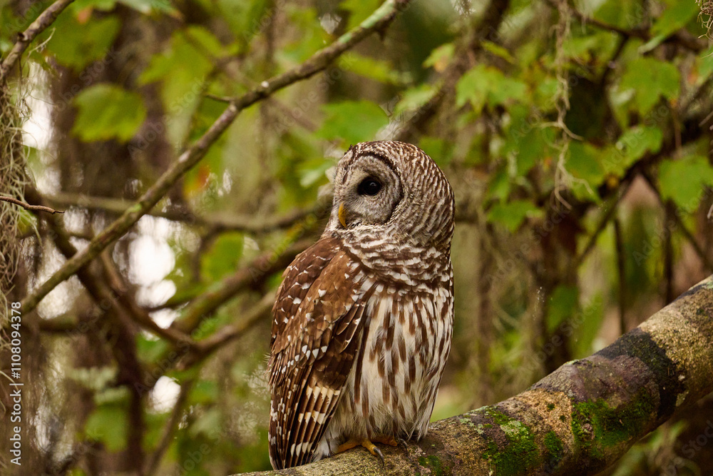 Obraz premium Barred owl sitting on a perch 