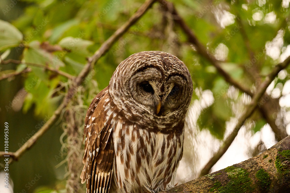 Fototapeta premium A barred owl sitting on a branch