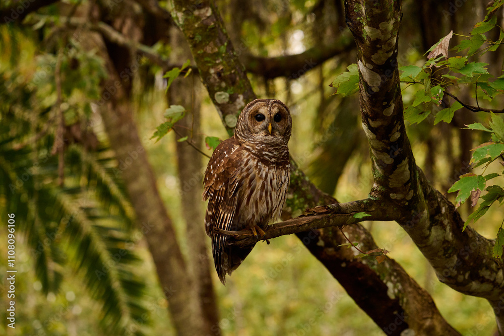 Fototapeta premium a barred owl sitting on a branch 