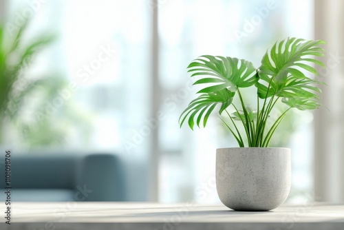 Indoor potted plant with lush green leaves on wooden table in a bright living space