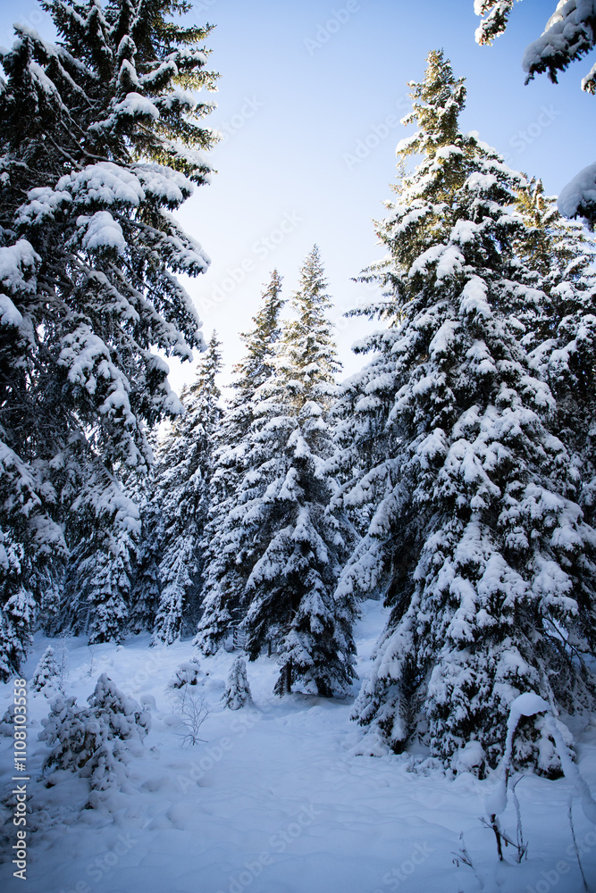 Fototapeta premium magical winter landscape with snowy fir trees