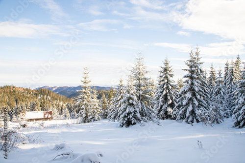 Wallpaper Mural magical winter landscape with snowy fir trees Torontodigital.ca