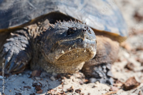 closeup of alligator snapping turtle 