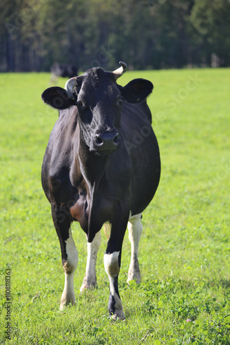 A black cow with crooked horns on a green field.