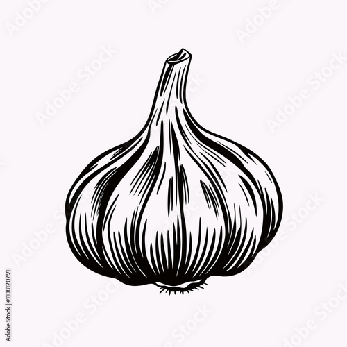 Detailed garlic bulb in engraved style with curved lines and bold strokes, black vector. Concept: spice label, herb illustration, cooking blog, Garlic Day, Organic Week.