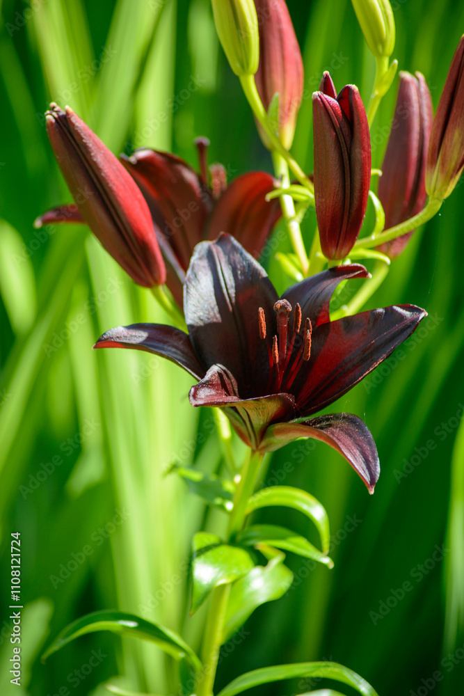 Obraz premium black lily