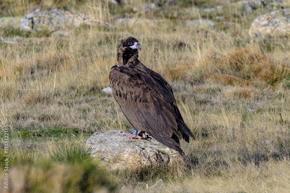 Fototapeta premium Buitres en la Sierra de Guadarrama