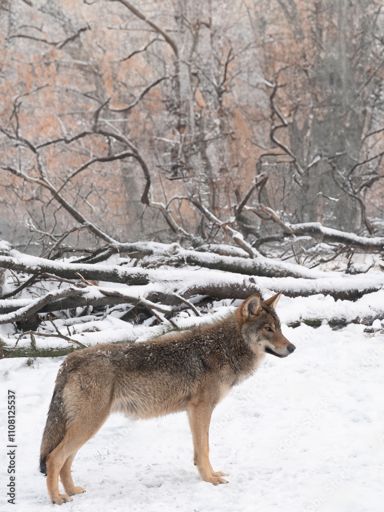 Obraz premium Gray wolf stands against the background of a forest in winter