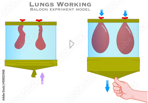 Lungs working model. Balloon, bottle experiment. First deflated, then inflated. Exhalation, inspiration. Respiratory system DIY.  Vector illustration